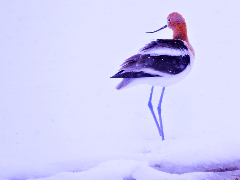 Avocet in Snow, April