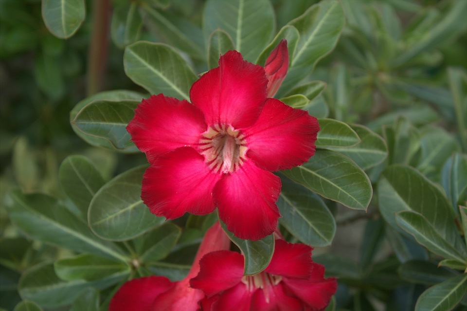 Garden plant floral