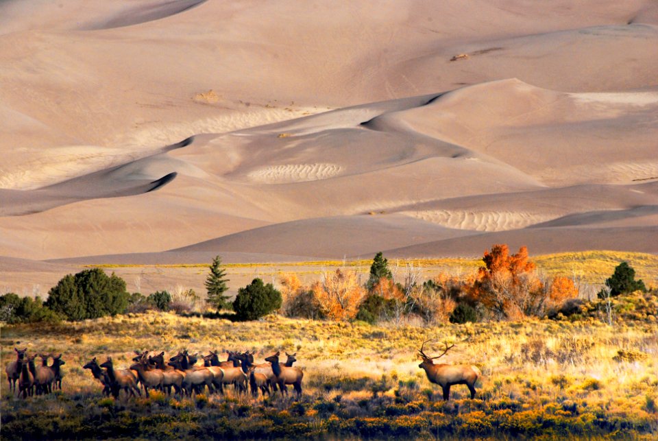 Elk Herd at Sunrise