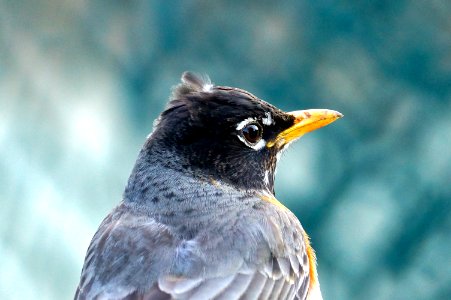 Looking over the Robin's shoulder