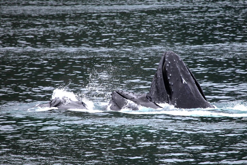 Humpback whales "bubble-net" feeding