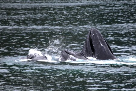 Humpback whales "bubble-net" feeding