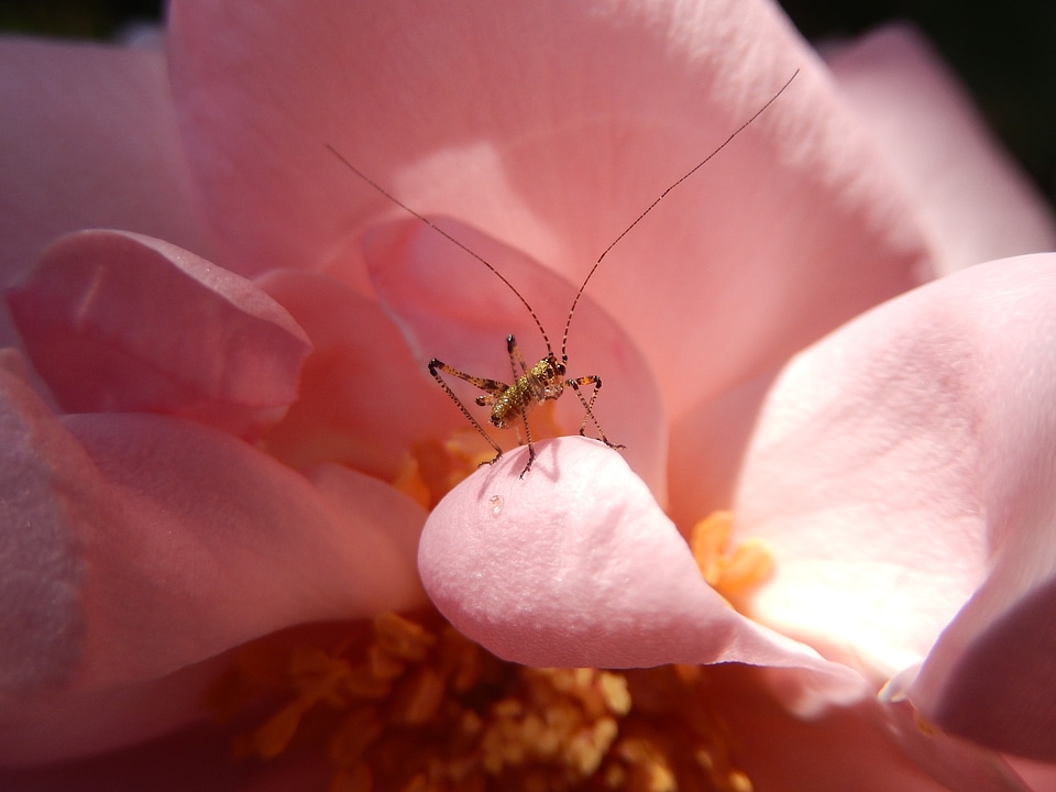 Insect macro grasshopper