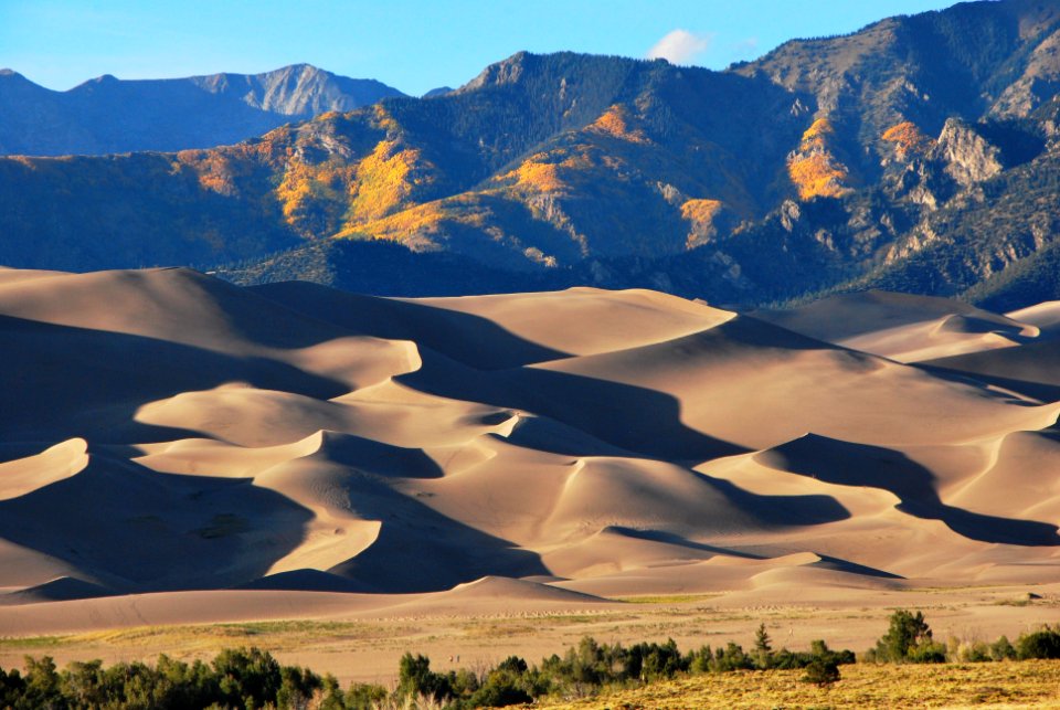 Gold Aspens Above the Dunes at Sunset