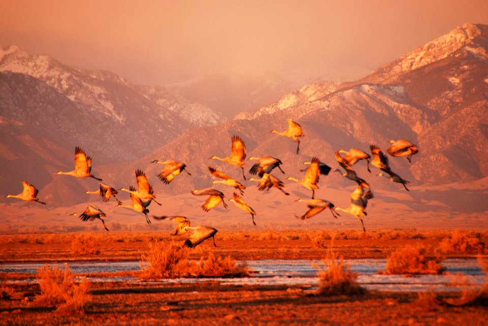 Sandhill Cranes Taking Off West of the Dunes
