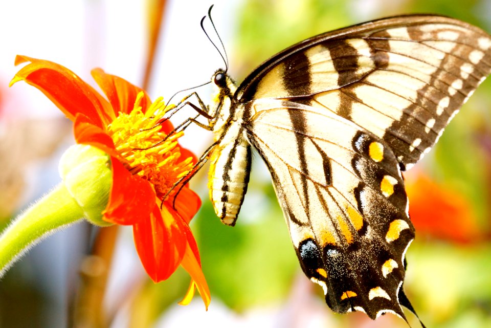 Black Hill Regional Park -Swallowtail  Butterfly