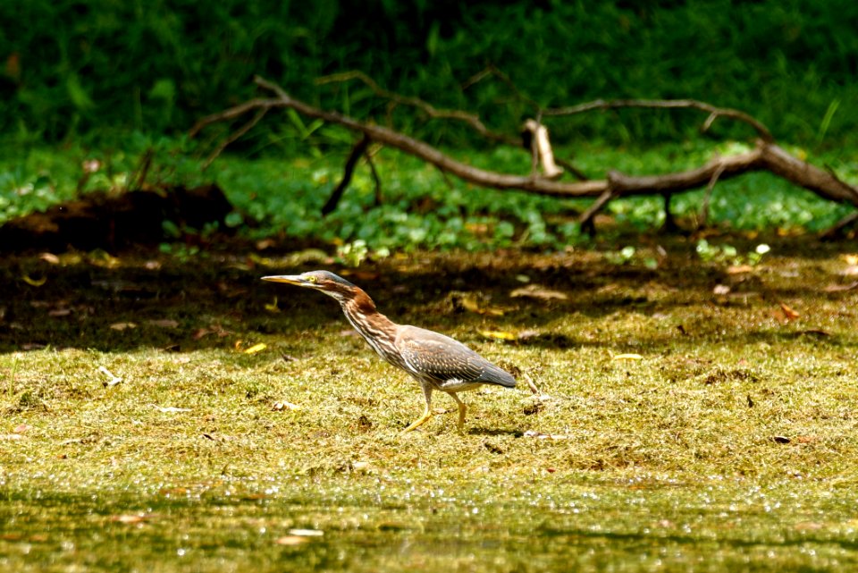 Green Heron - Black Hill Regional Park, Boyds- Maryland
