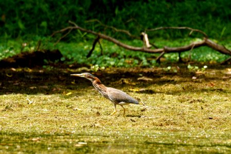Green Heron - Black Hill Regional Park, Boyds- Maryland