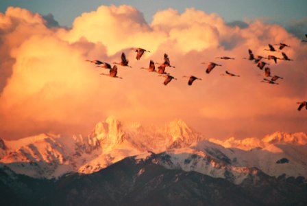Sandhill Cranes and Crestone Peaks