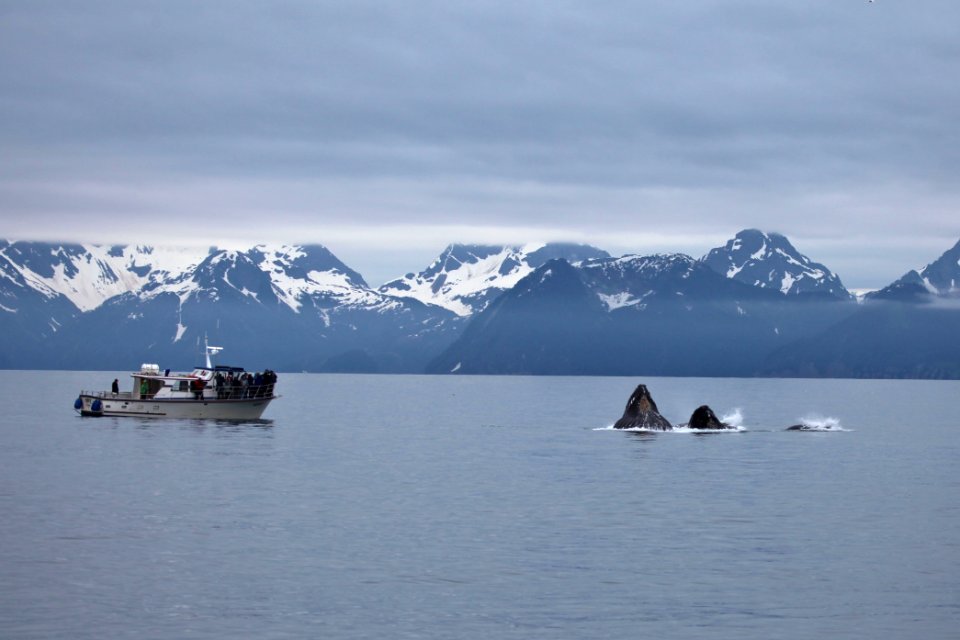Humpback whales "bubble-net" feeding