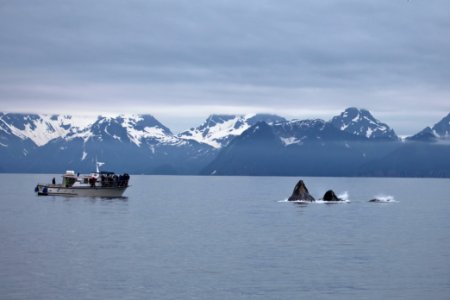 Humpback whales "bubble-net" feeding