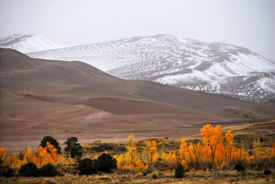 Snow Dusting on Dunes, Snow and Gold Cottonwoods