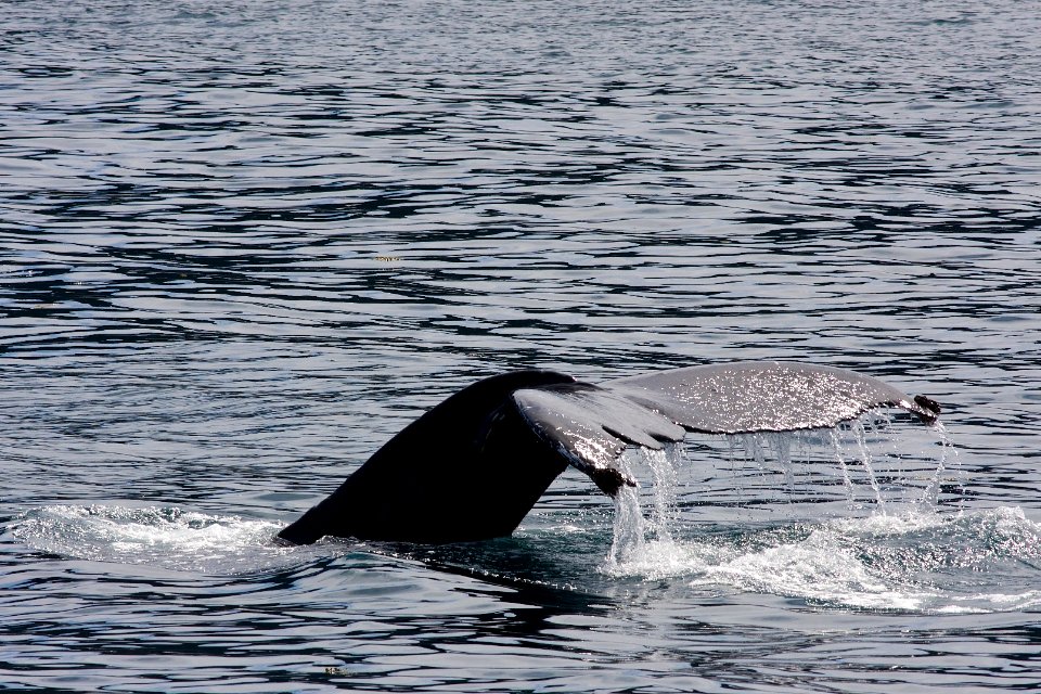 Humpback whale flukes