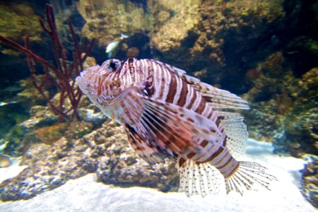 London Aquarium - Lion Fish