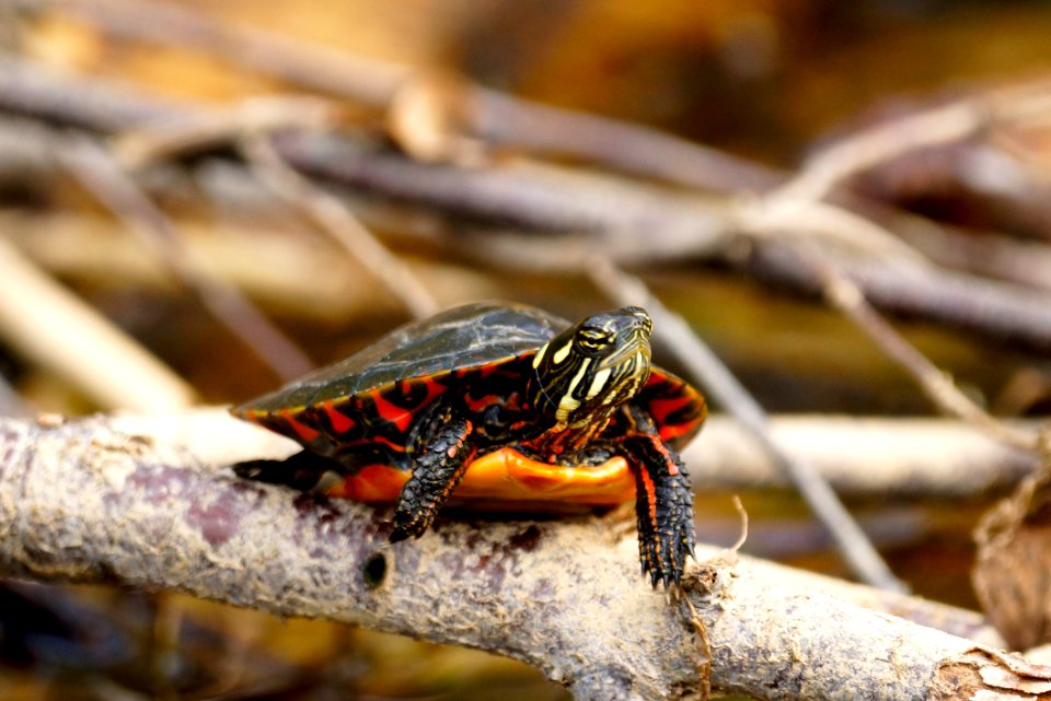 Northern red-bellied cooter - Black Hill Regional Park, Maryland