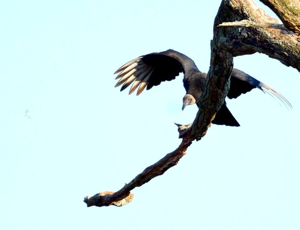American Black Vulture -- Black Vulture (Coragyps atratus)