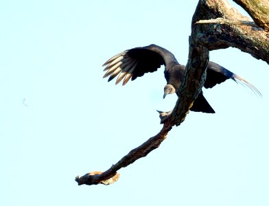 American Black Vulture -- Black Vulture (Coragyps atratus)