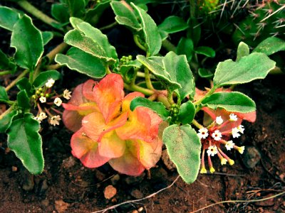 Small-Flowered Sand Verbena