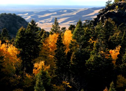 Yellow Aspens and Dunes from Mosca Pass Trail photo