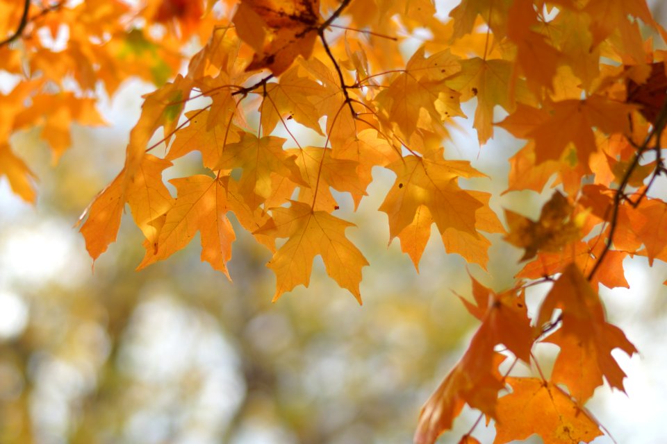 Maple Fall