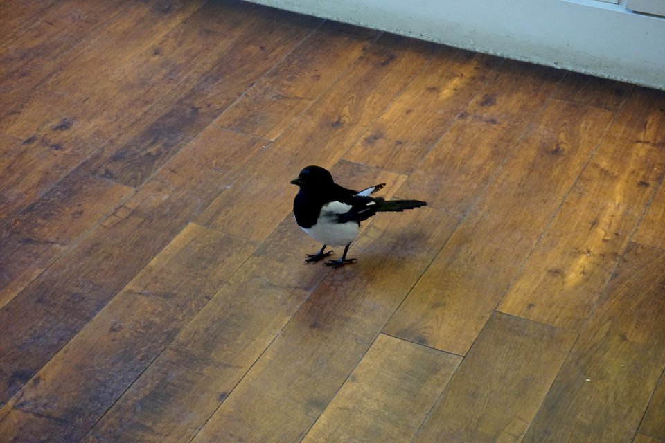The Hampon Court Magpie in the gift store. He just walked in to keep warm.