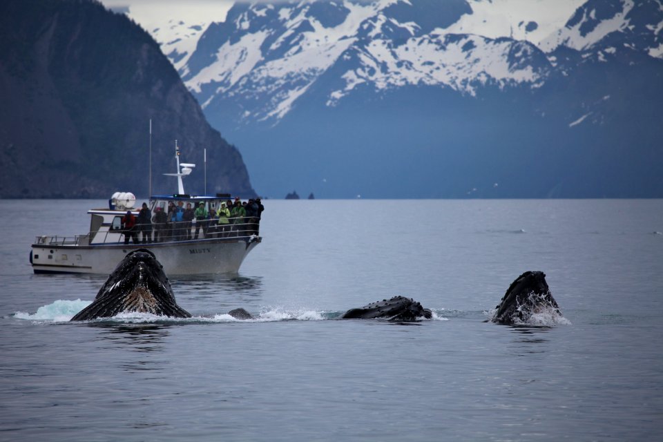 Humpback whales "bubble-net" feeding