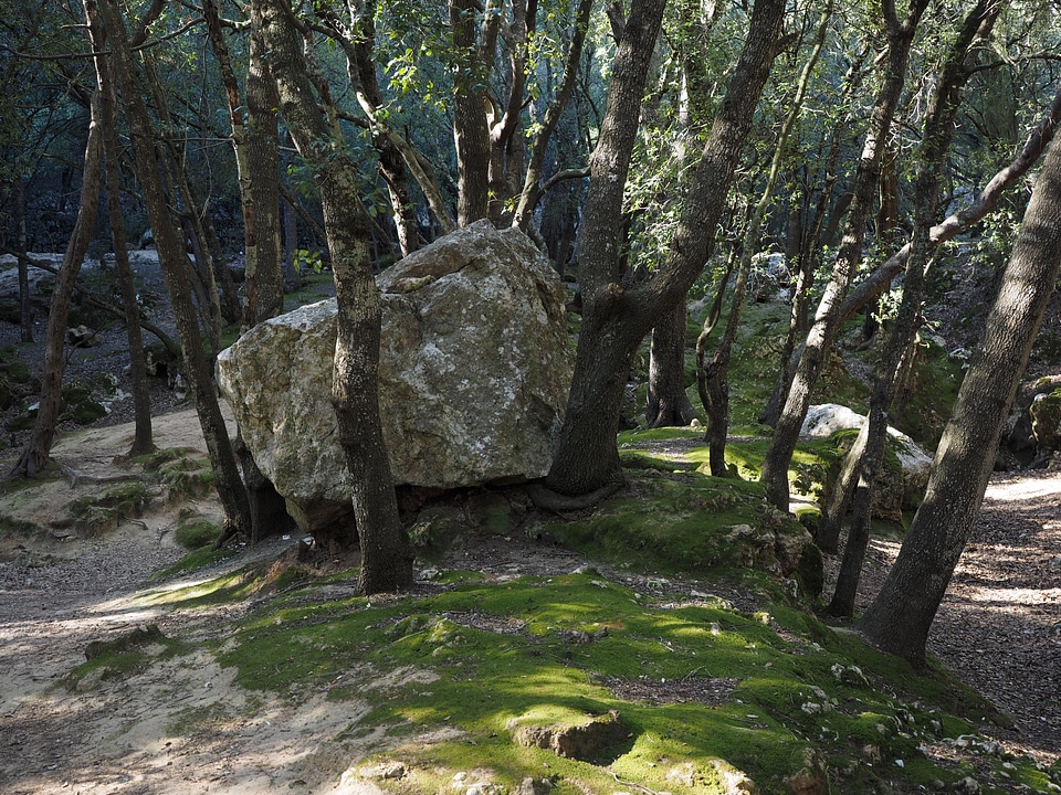 Trees stone oak fairytale