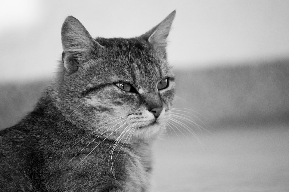 Cat tom-cat satisfied