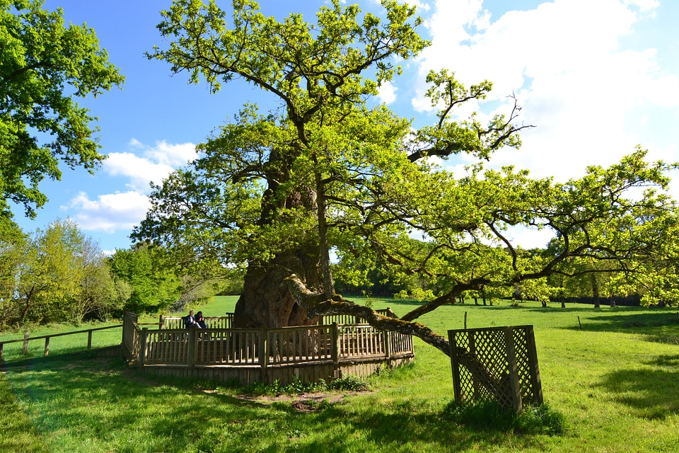 Oak forest brocéliande