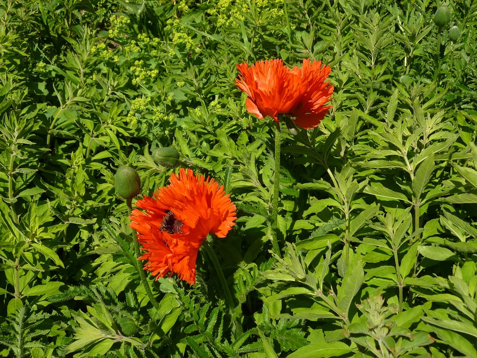 Summer green red