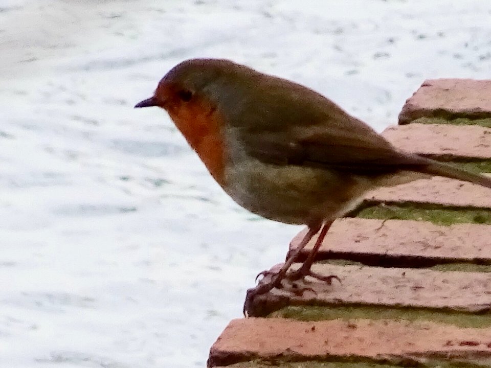 Robin looking for fish
