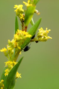 Pollinating Flies