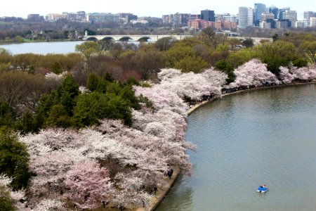 Cherry blossoms over the Tidal Basin, with Memorial Bridge and Rosslyn