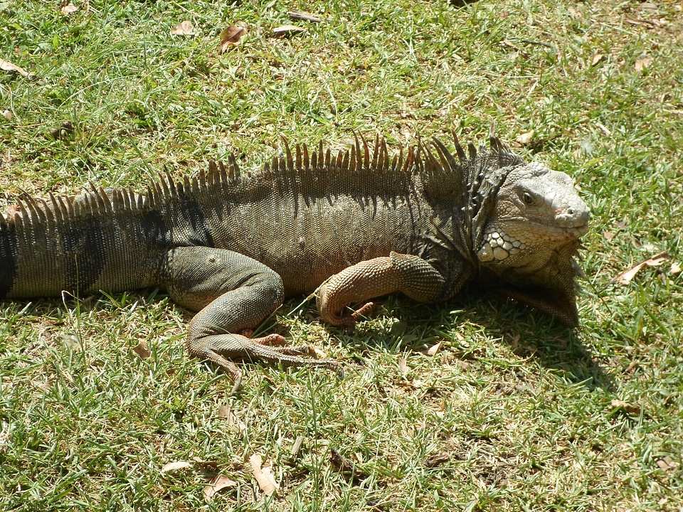 Nature animal green
