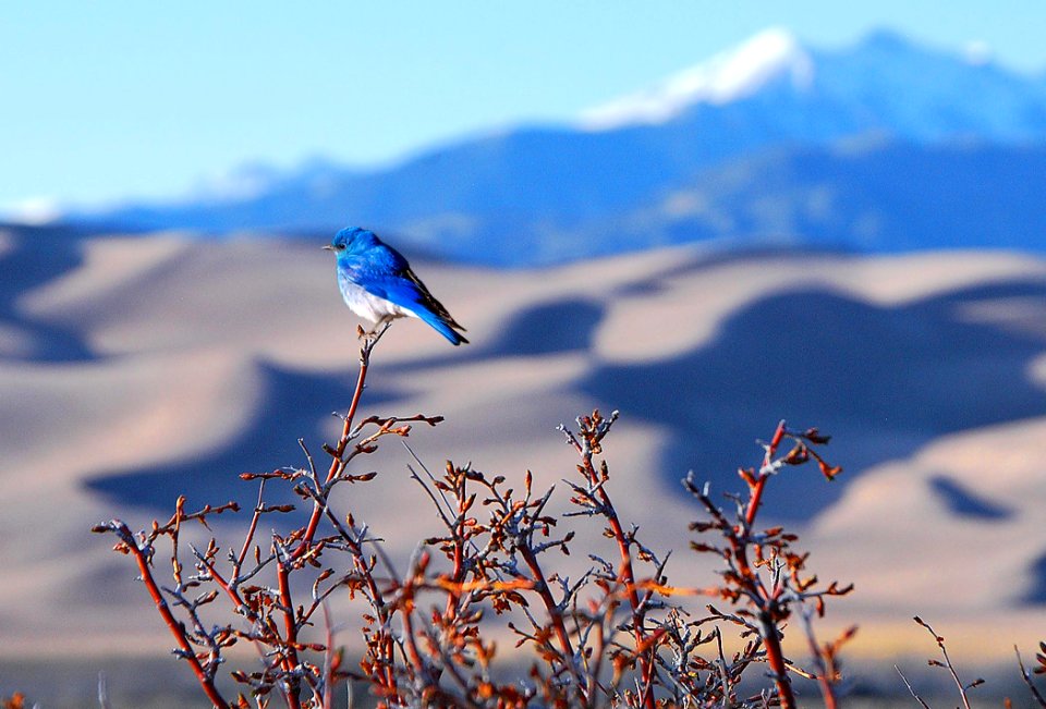 Mountain Bluebird, Great Sand Dunes