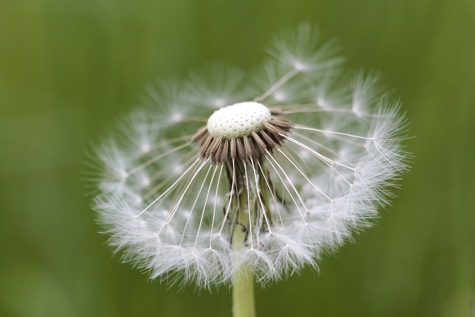 Plant blossom bloom