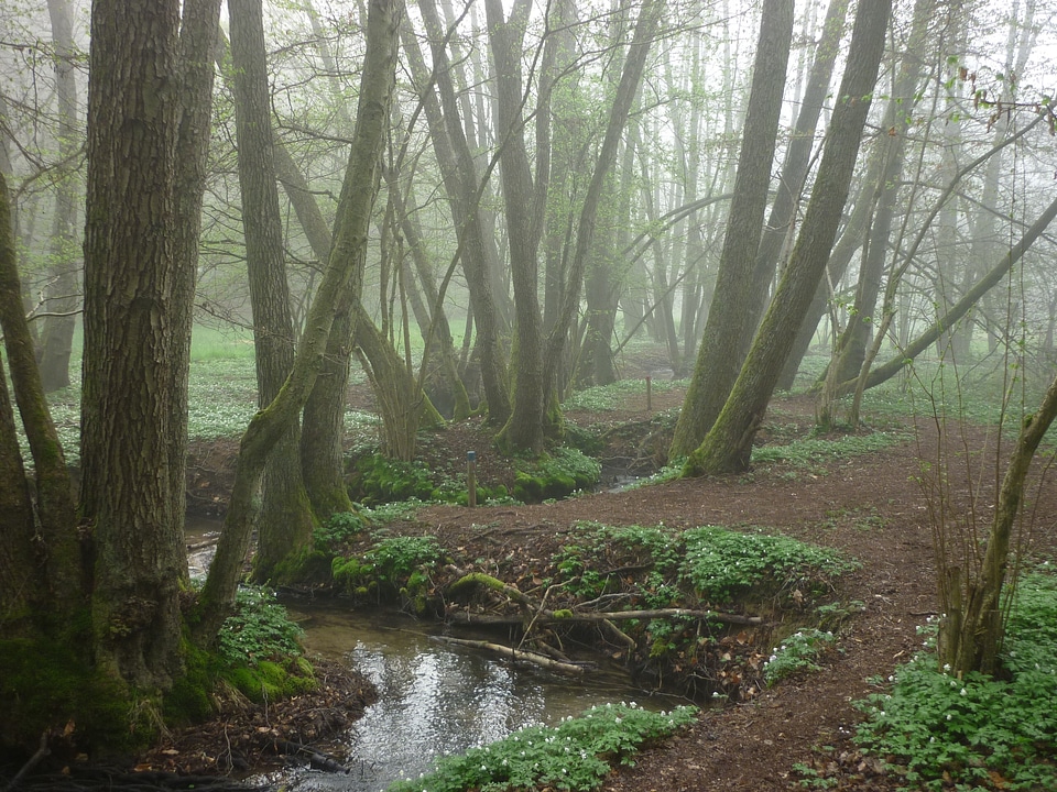 Archery parcours forest