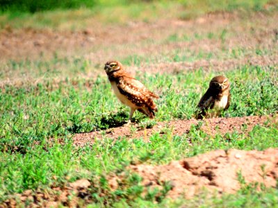 Two Burrowing Owls Emerging from Burrow photo