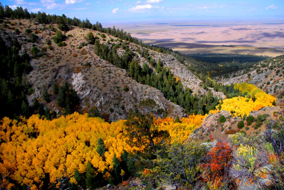 River of Gold Aspens Above the Dunes
