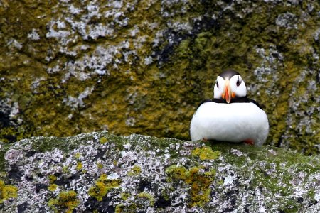 Horned Puffin photo