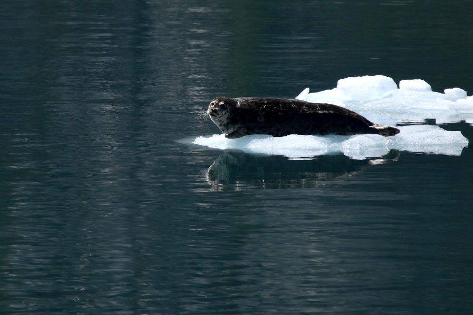 Harbor Seal