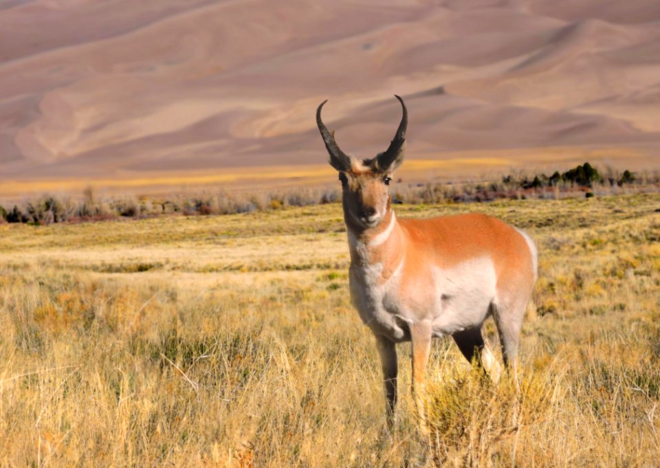 Pronghorn, Dunes in Background