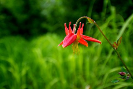 Wildflowers