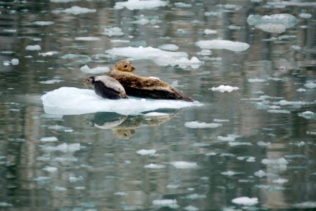 Harbor Seals
