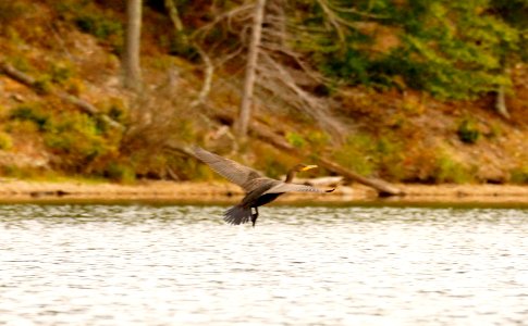 Bird in Flight -Double-crested Cormorant (Phalacrocorax auritus)- Boyds, Maryland