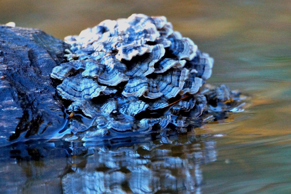 Trametes versicolor - Fungi on a log