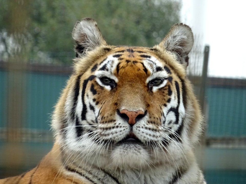 Isle of Wight Tigers! 🐅