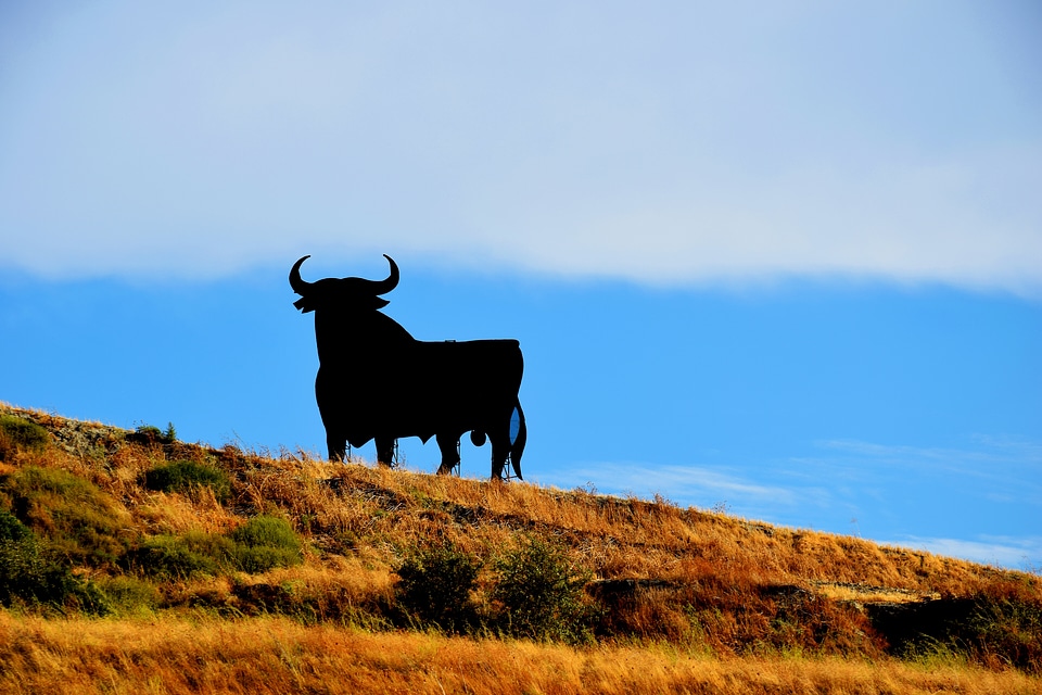 Bull vacations summer