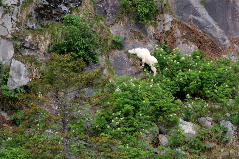Mountain goats