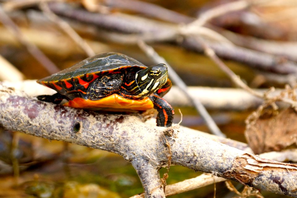 Northern Red-bellied Cooter (Pseudemys rubriventris)